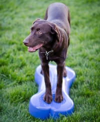 Image 3 of K9FITbone - 2 new colors available!