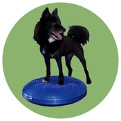 Image of FitPAWS® Balance Disc