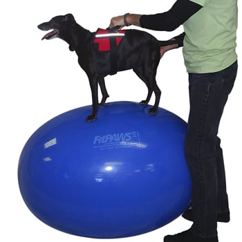Image of FitPAWS® Egg