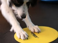 Image 3 of FitPAWS® Targets