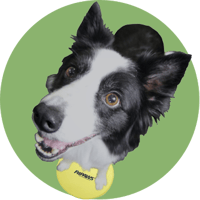 Image 2 of FitPAWS® Targets