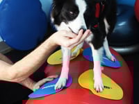 Image 1 of FitPAWS® Targets