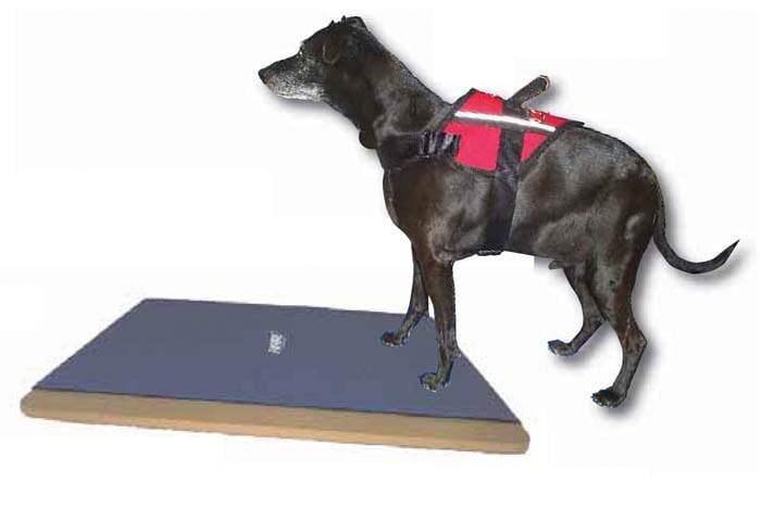 fitpaws giant rocker board