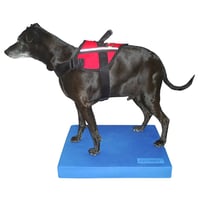 FitPAWS® Balance Pad