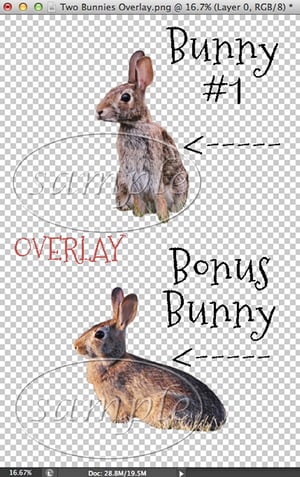 Image of Two Wild Rabbit Overlays