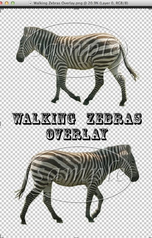 Image of Walking Zebras Overlay