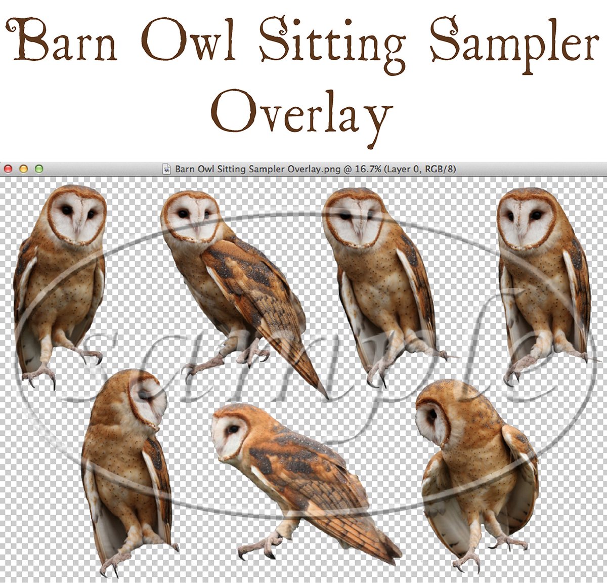Image of Barn Owl Sitting Sampler Overlay