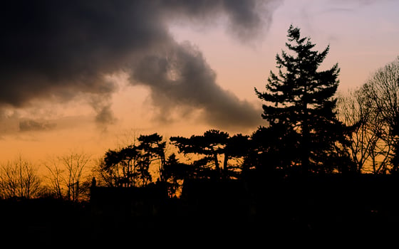 Image of Sunset Trees 