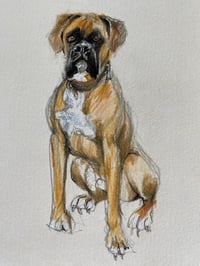 Image 2 of Commission your own Scruffy Woofy Dog Drawing 