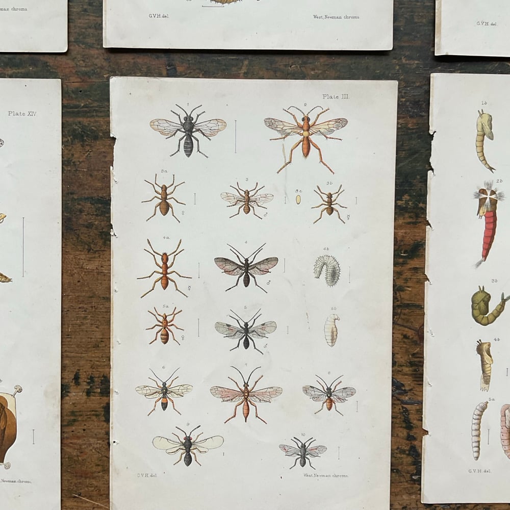 Image of Bugs no.3