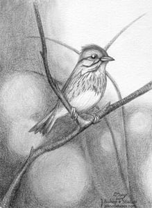 Image of Lincoln Sparrow - Original Graphite Drawing - 6 x 8