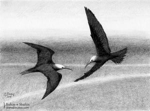 Image of Black Noddy Terns - Original Graphite Drawing - 6 x 8