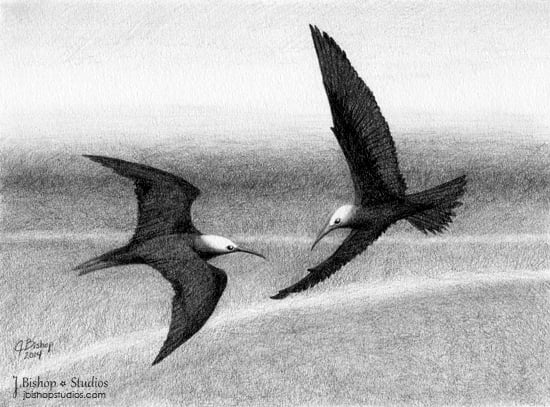 Image of Black Noddy Terns - Original Graphite Drawing - 6 x 8