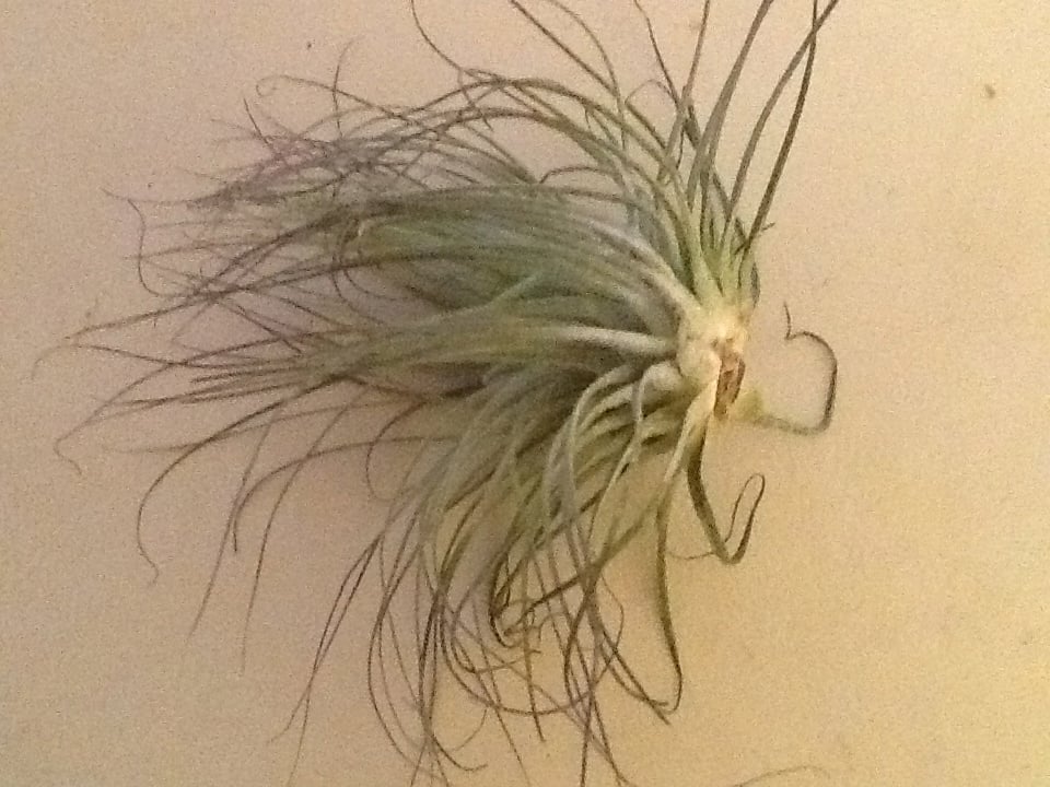 Image of Tillandsia magnusiana