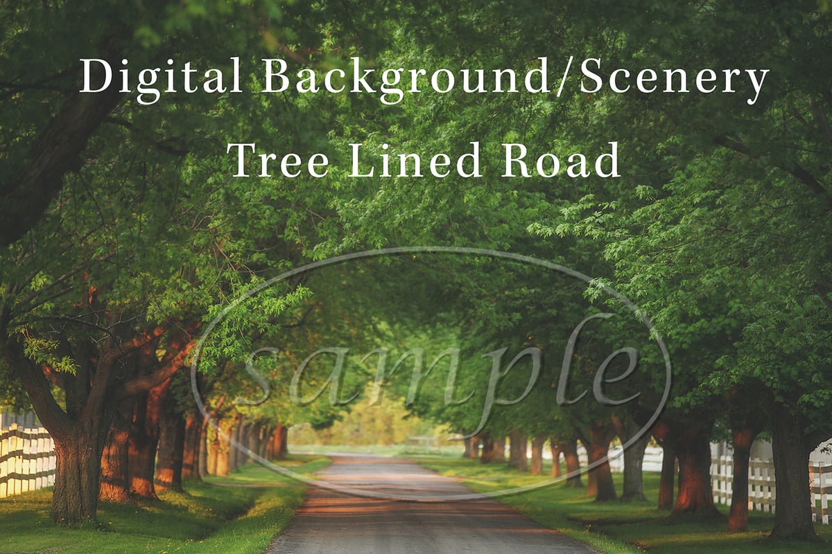 Image of Tree Lined Road Digital Background