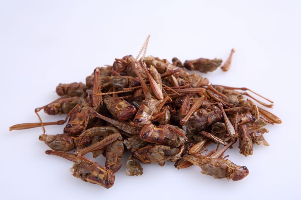 Image of Thai Edible Grasshoppers 100 grams