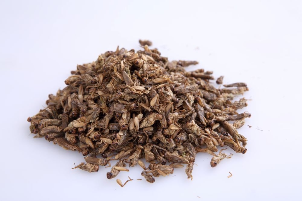 Image of Thai Edible Brown Crickets 100 grams