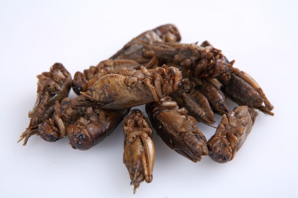 Image of Thai Edible Giant Crickets 100 grams