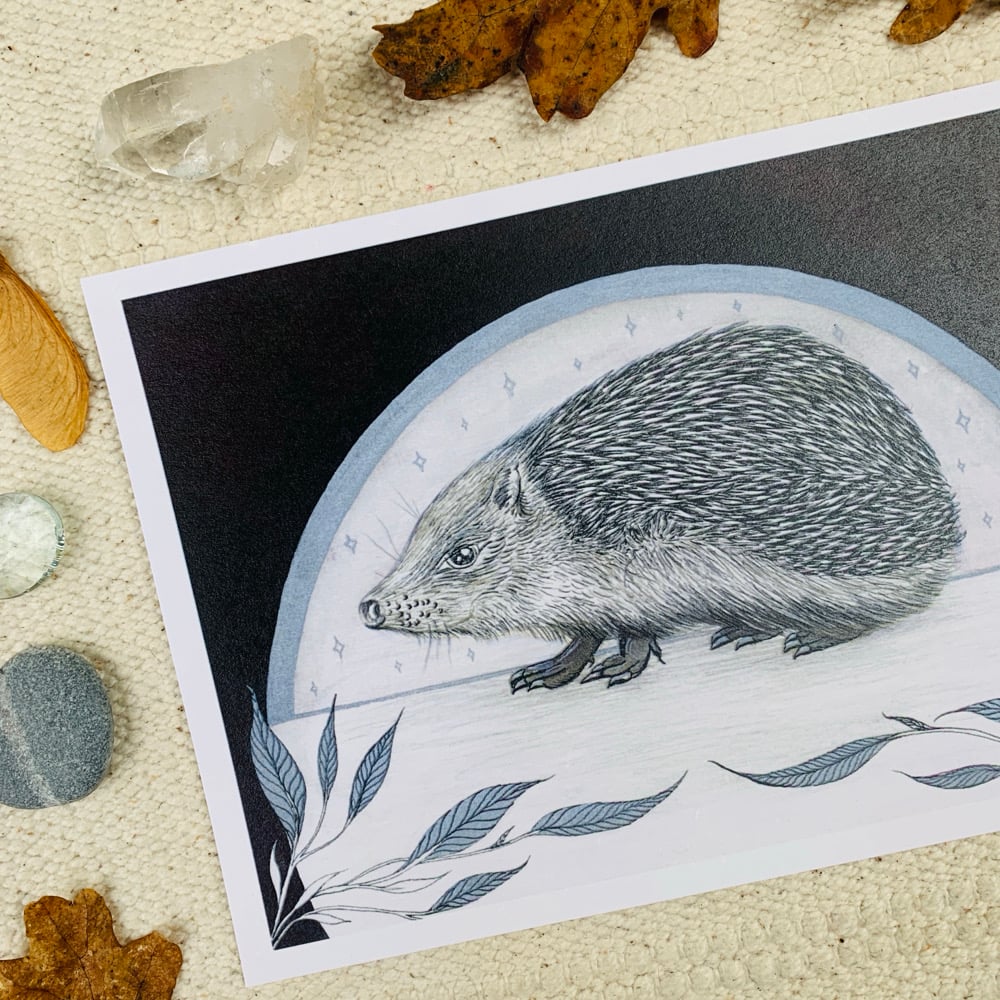 Image of Hedgehog