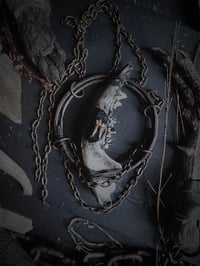 Image 2 of Opossum jaw 