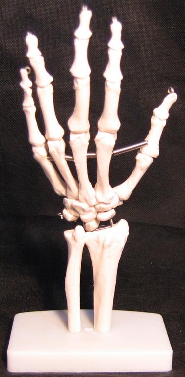 Image of HAND/WRIST MODELS