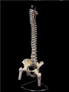 Image of VERTEBRAL MODEL WITH PELVIS AND FEMURS