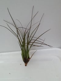 Tillandsia melanocrater