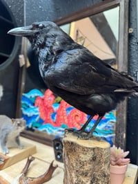 Image 2 of Taxidermy Crow 3