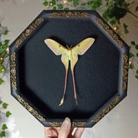 RARE! Male Chinese moon moth