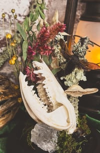 Image 3 of Possum Cloche