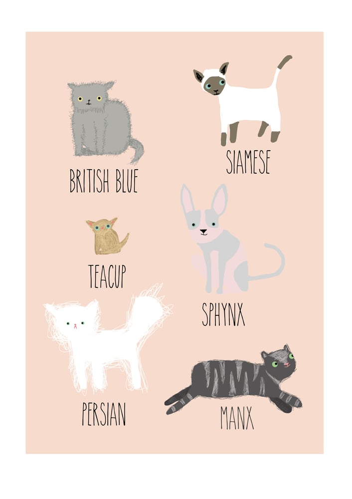 Image of Cats