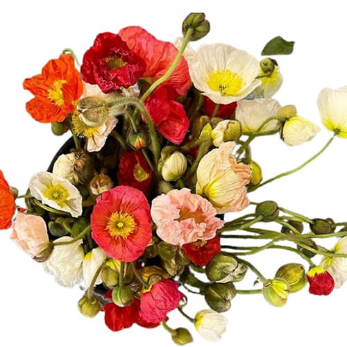 Image of Showcase Deluxe Bouquet