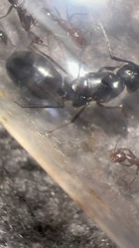 Image 2 of Camponotus aethiops