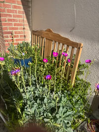 Image 1 of Crassifolia (Cisthanthe)Pink flowers