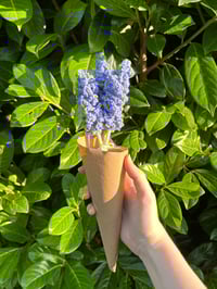 Image 1 of Lavender Flowers
