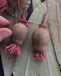 Image 2 of Gum nut decorations 