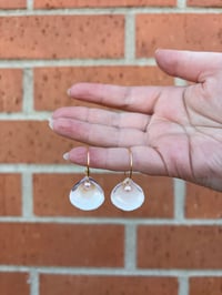 Image 2 of Seashells