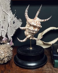 Image 1 of Chiragra Spider Conch Shell Stand