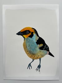 Image 1 of Flame-faced Tanager