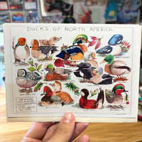 Image 1 of Ducks Of North America Greeting Card