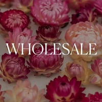 Image 1 of WHOLESALE Strawflower Heads 