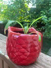 Image 3 of Spider Plant in Red Owl Planter