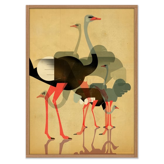 Image of Ostriches