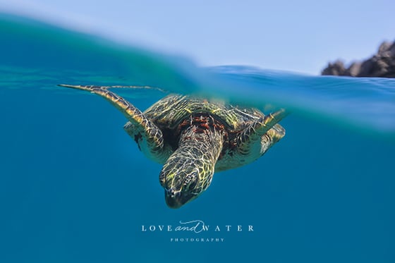 Image of Honu 5x7" Fine Art Print