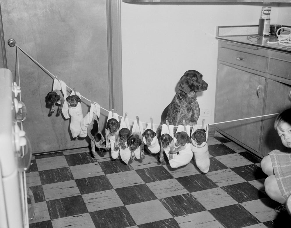 Image of 10 pups in socks on a string: 1960's