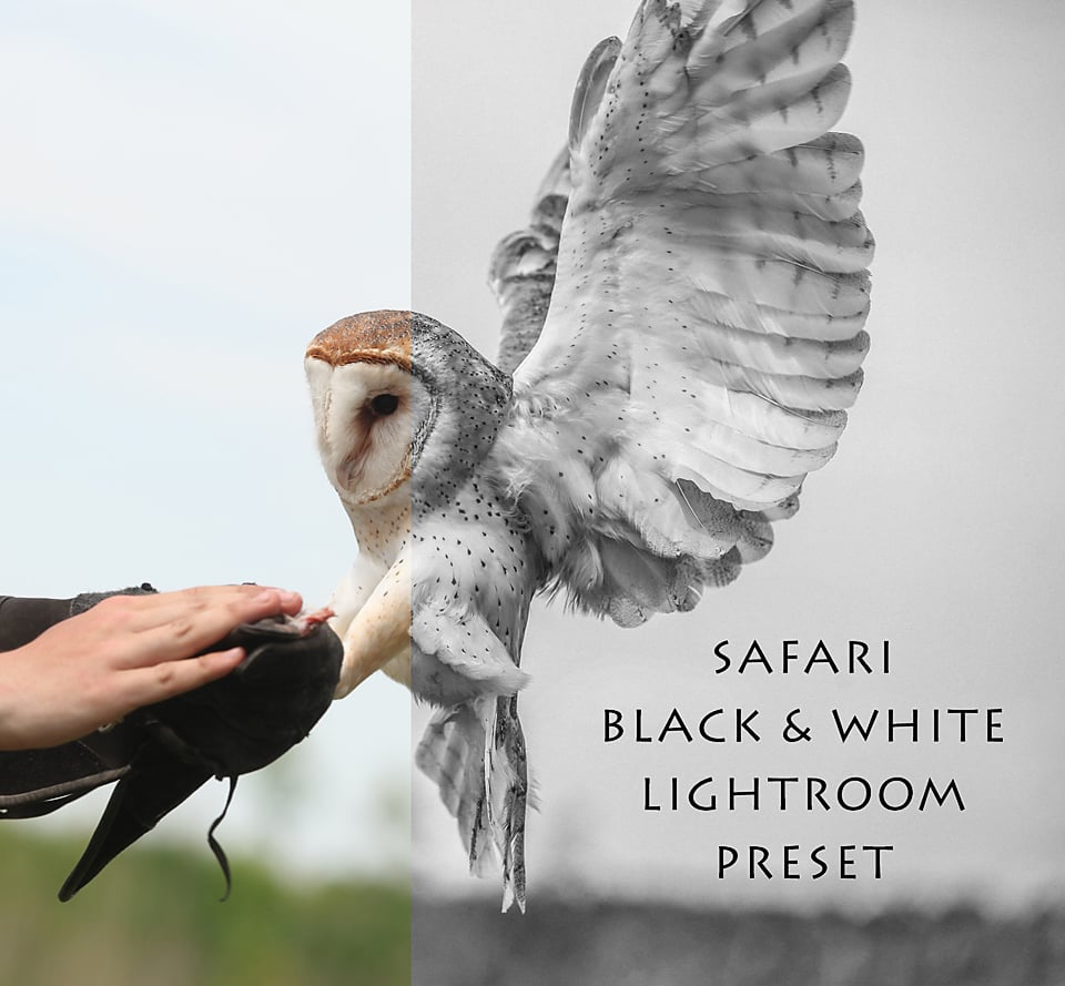 Image of "Safari Black & White" Lightroom Preset