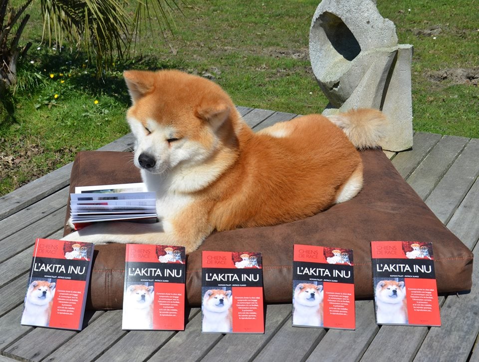 Image of Livre L'Akita Inu