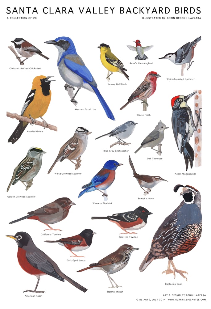 Image of Santa Clara Valley Backyard Birds