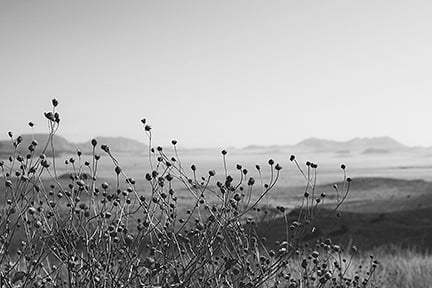 Image of Keeping Watch - Marfa, TX (Davis Mountains)