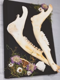 Image 3 of Double Deer Jaw Hanger